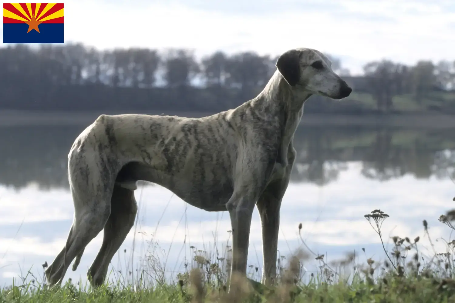 Read more about the article Sloughi breeders and puppies in Arizona