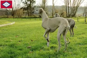 Read more about the article Sloughi breeders and puppies in Arkansas