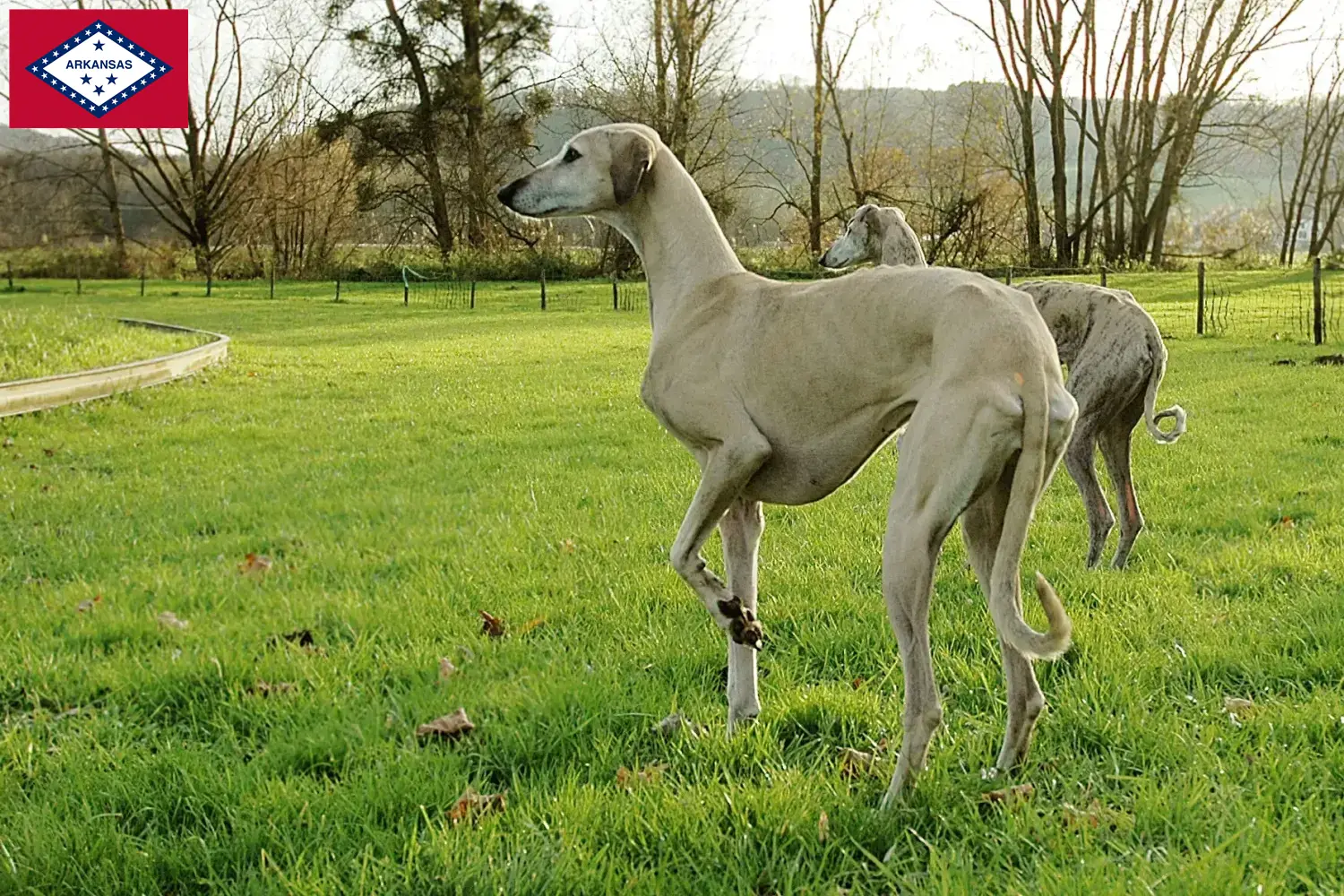 Read more about the article Sloughi breeders and puppies in Arkansas
