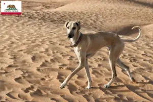 Read more about the article Sloughi breeders and puppies in California