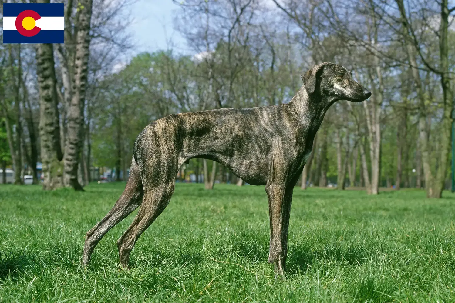 Read more about the article Sloughi breeders and puppies in Colorado
