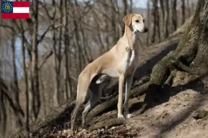 Read more about the article Sloughi breeders and puppies in Georgia