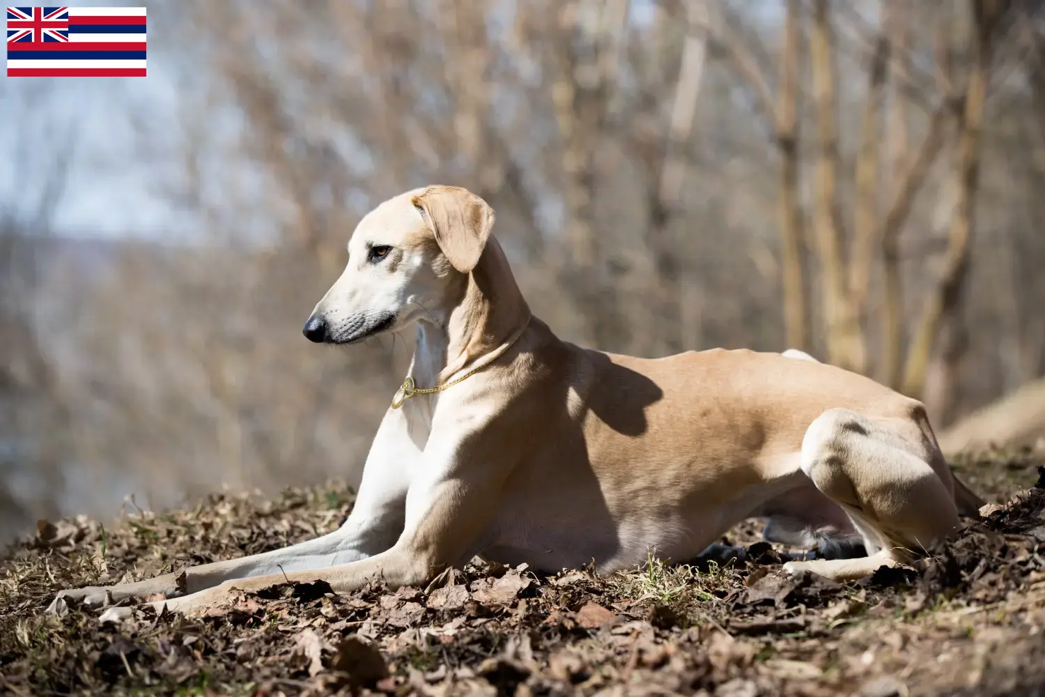Read more about the article Sloughi breeders and puppies in Hawaii