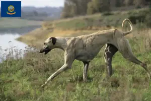 Read more about the article Sloughi breeders and puppies in Idaho
