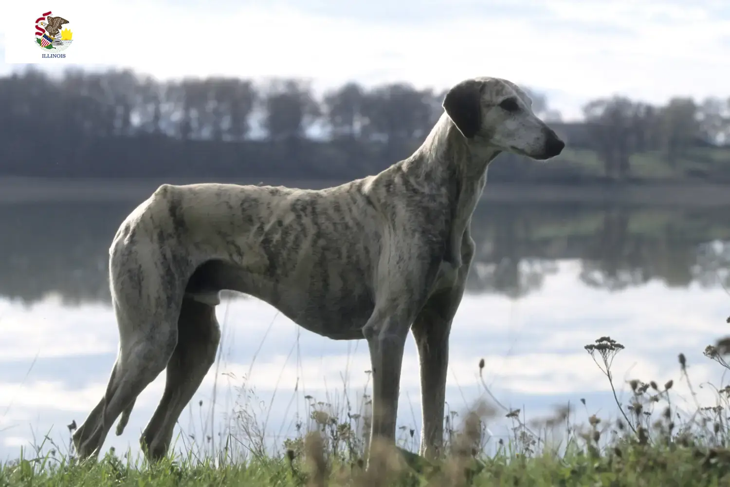 Read more about the article Sloughi breeders and puppies in Illinois