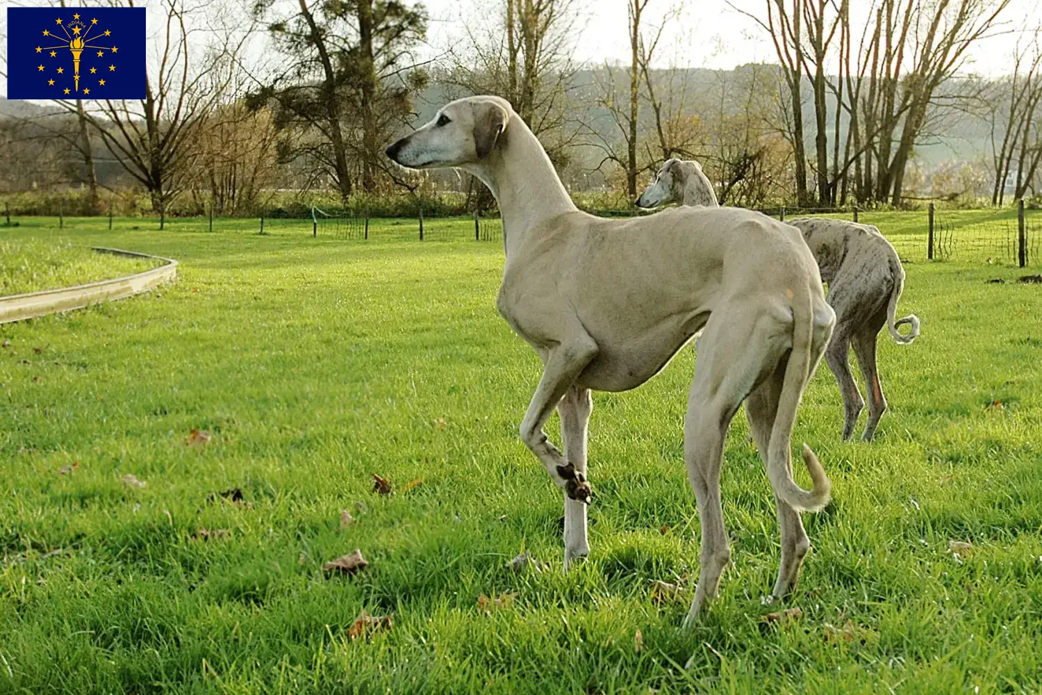 Read more about the article Sloughi breeders and puppies in Indiana