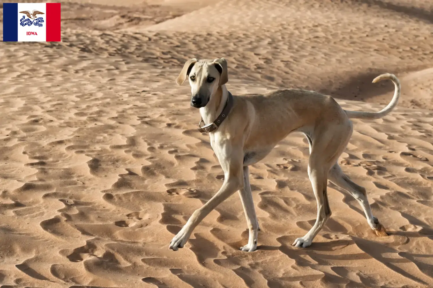 Read more about the article Sloughi breeders and puppies in Iowa