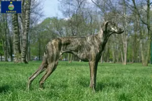 Read more about the article Sloughi breeders and puppies in Kansas