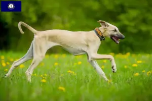 Read more about the article Sloughi breeders and puppies in Kentucky