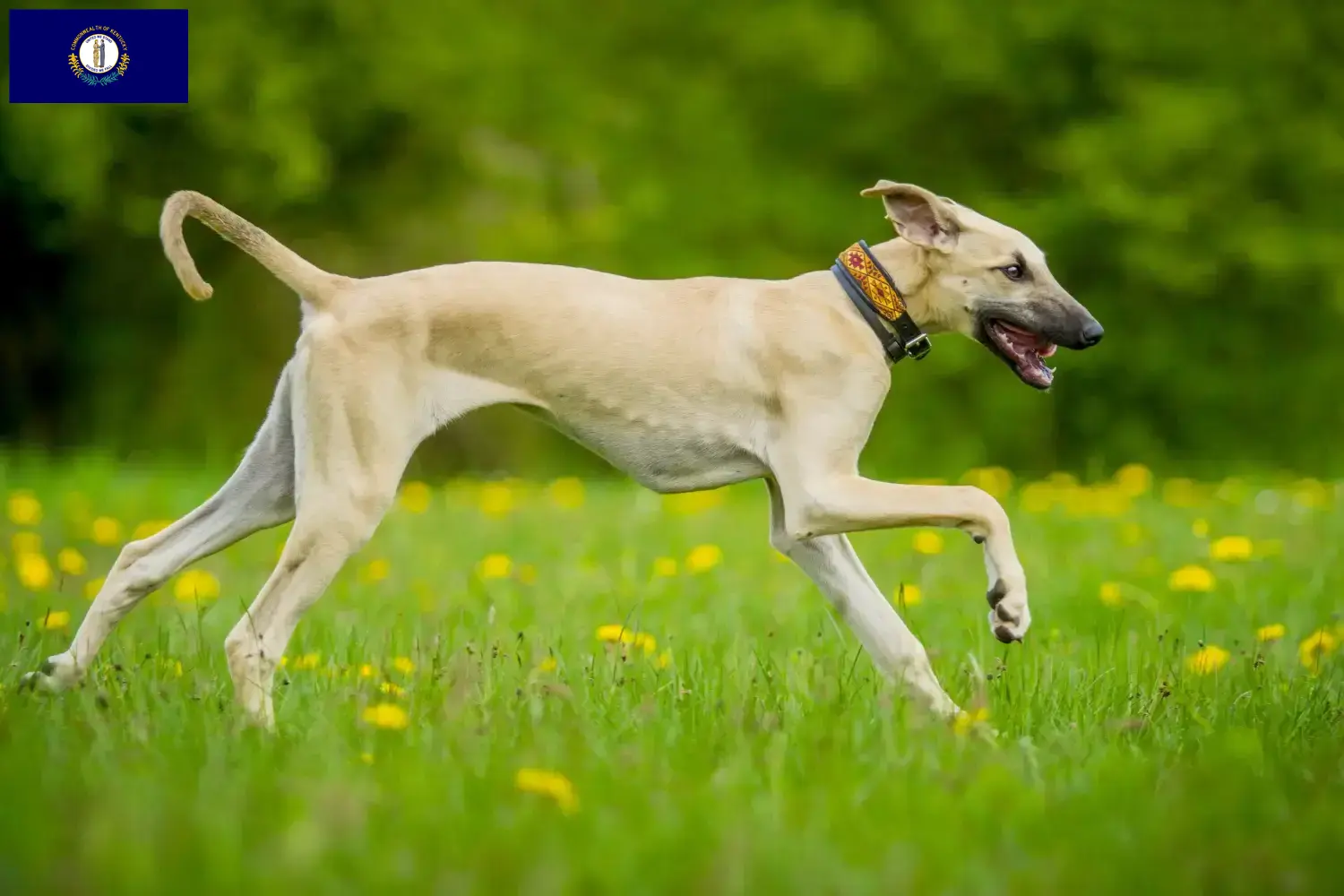 Read more about the article Sloughi breeders and puppies in Kentucky