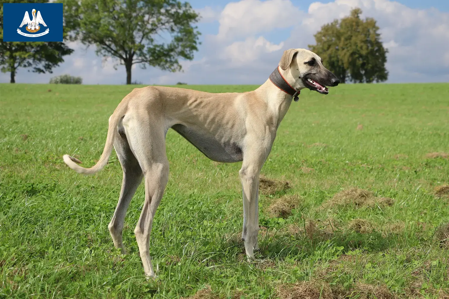 Read more about the article Sloughi breeders and puppies in Louisiana