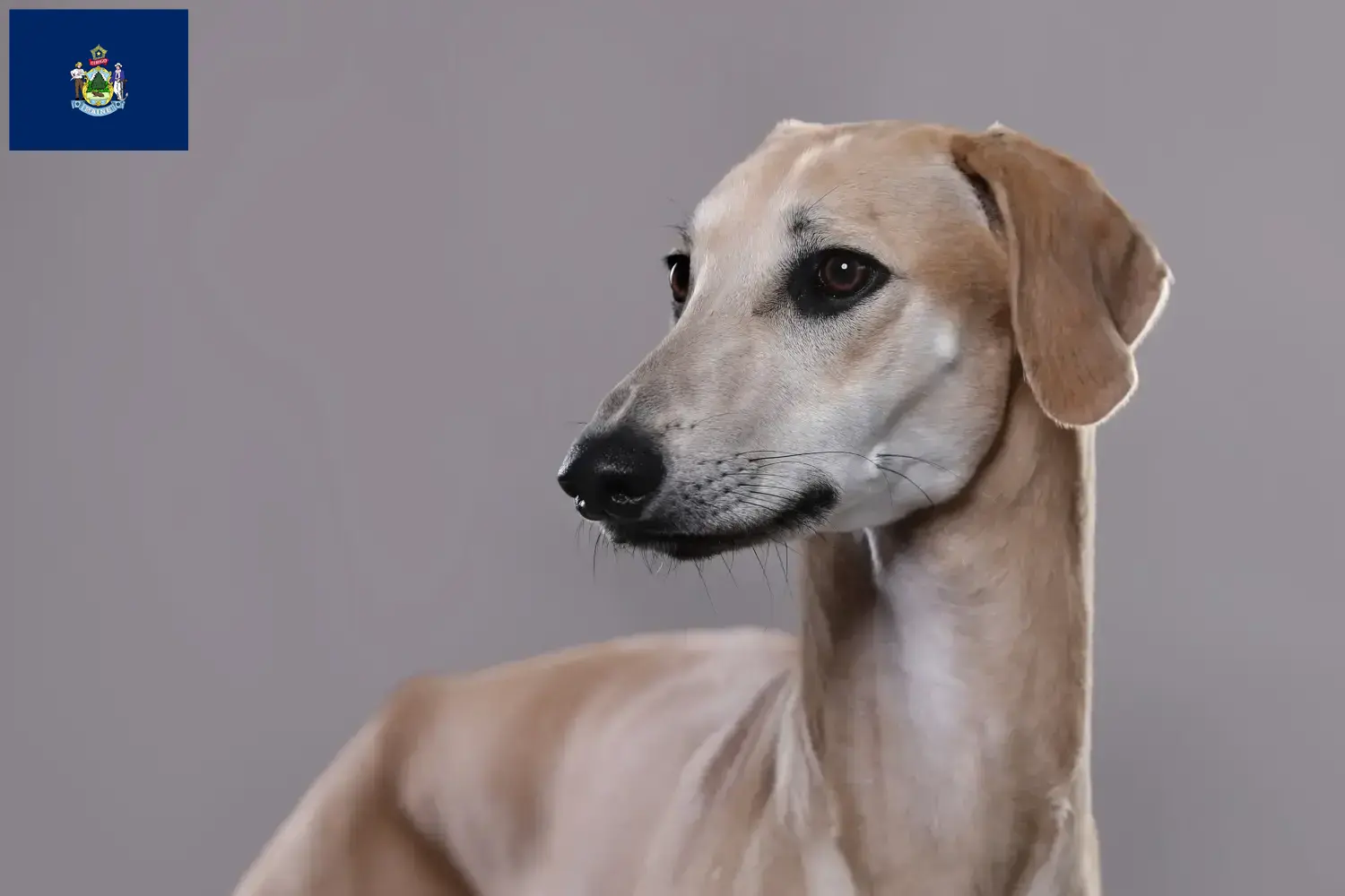 Read more about the article Sloughi breeders and puppies in Maine