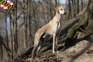 Read more about the article Sloughi breeders and puppies in Maryland