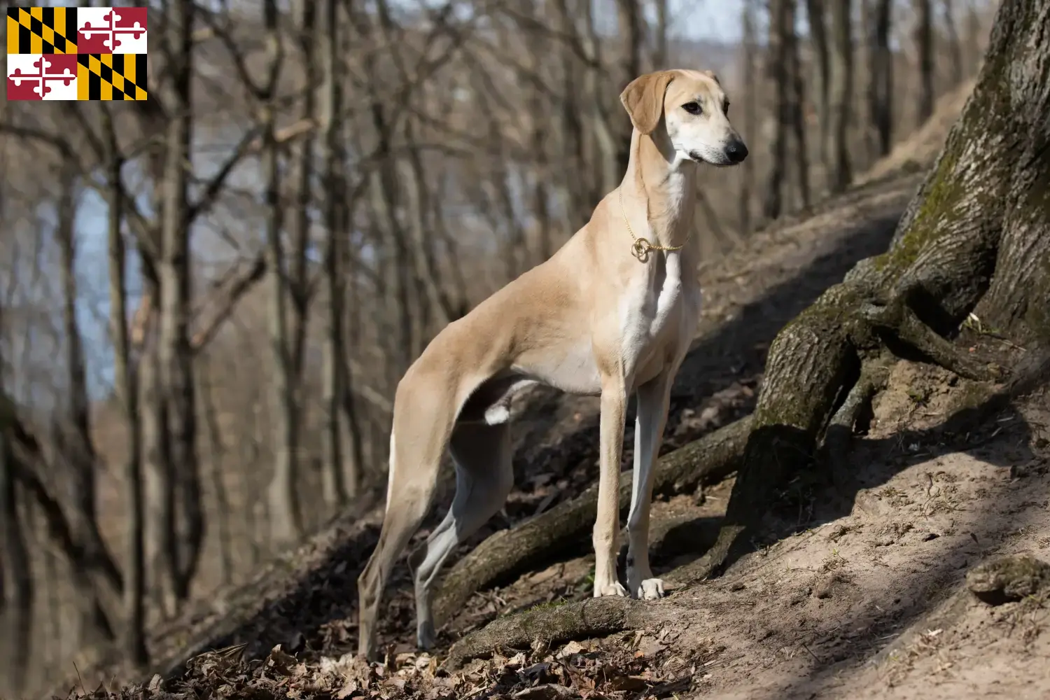 Read more about the article Sloughi breeders and puppies in Maryland
