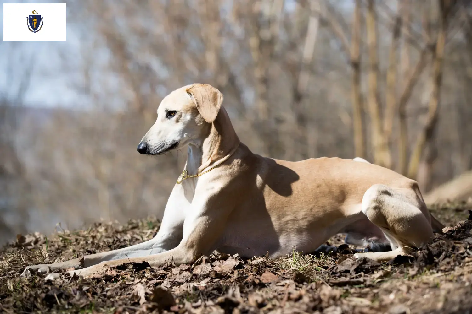 Read more about the article Sloughi breeders and puppies in Massachusetts