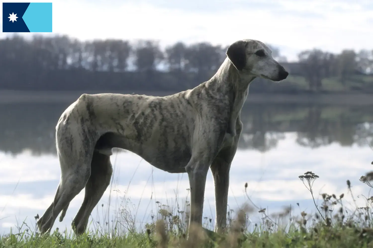 Read more about the article Sloughi breeders and puppies in Minnesota