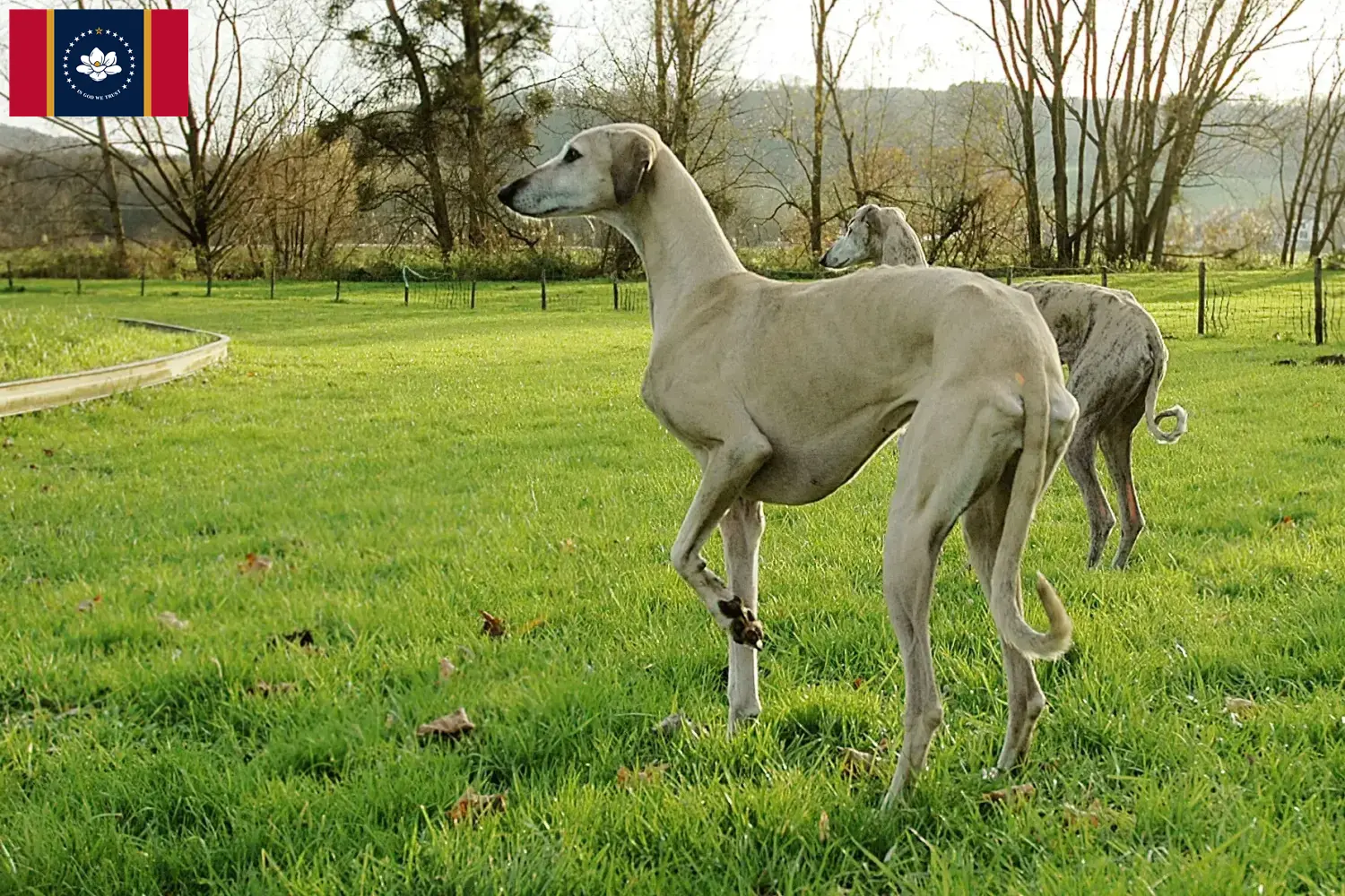 Read more about the article Sloughi breeders and puppies in Mississippi