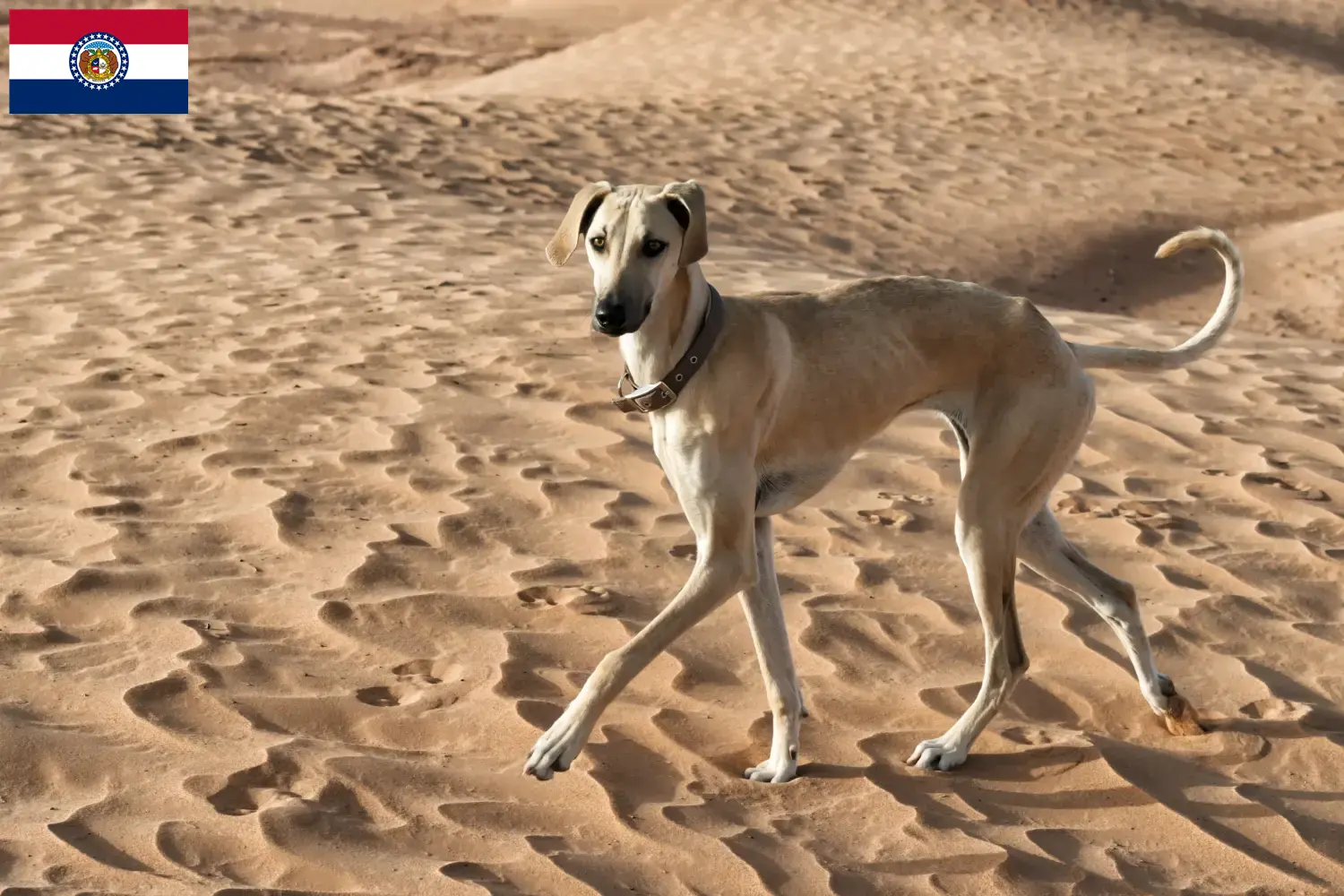 Read more about the article Sloughi breeders and puppies in Missouri