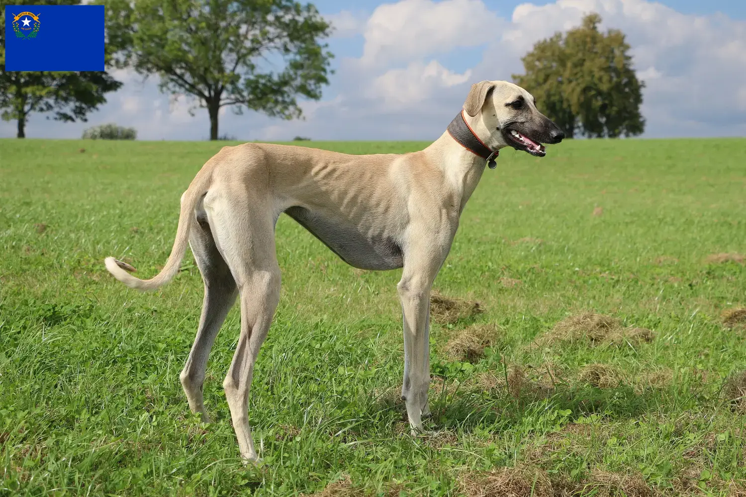 Read more about the article Sloughi breeders and puppies in Nevada