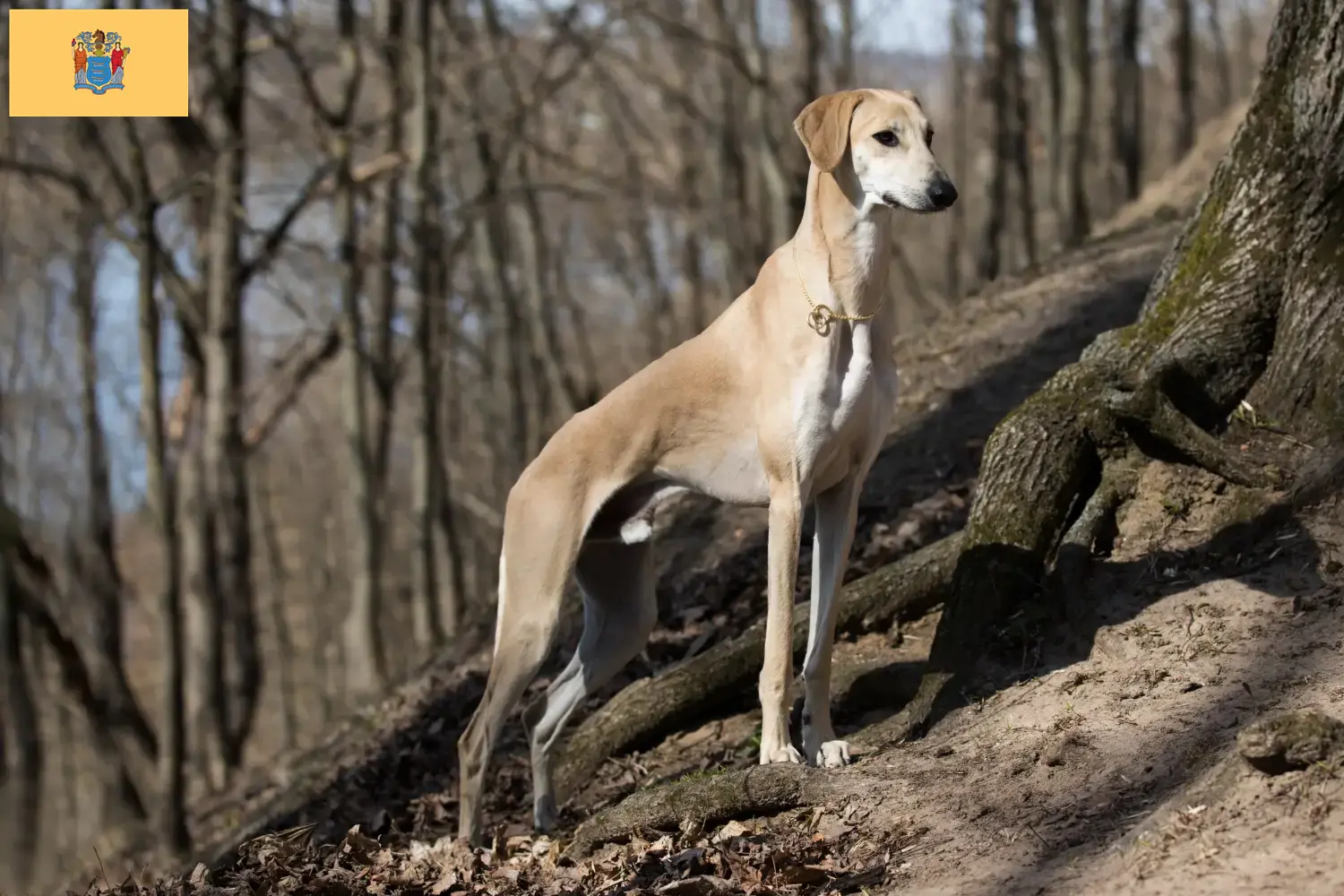 Read more about the article Sloughi breeders and puppies in New Jersey