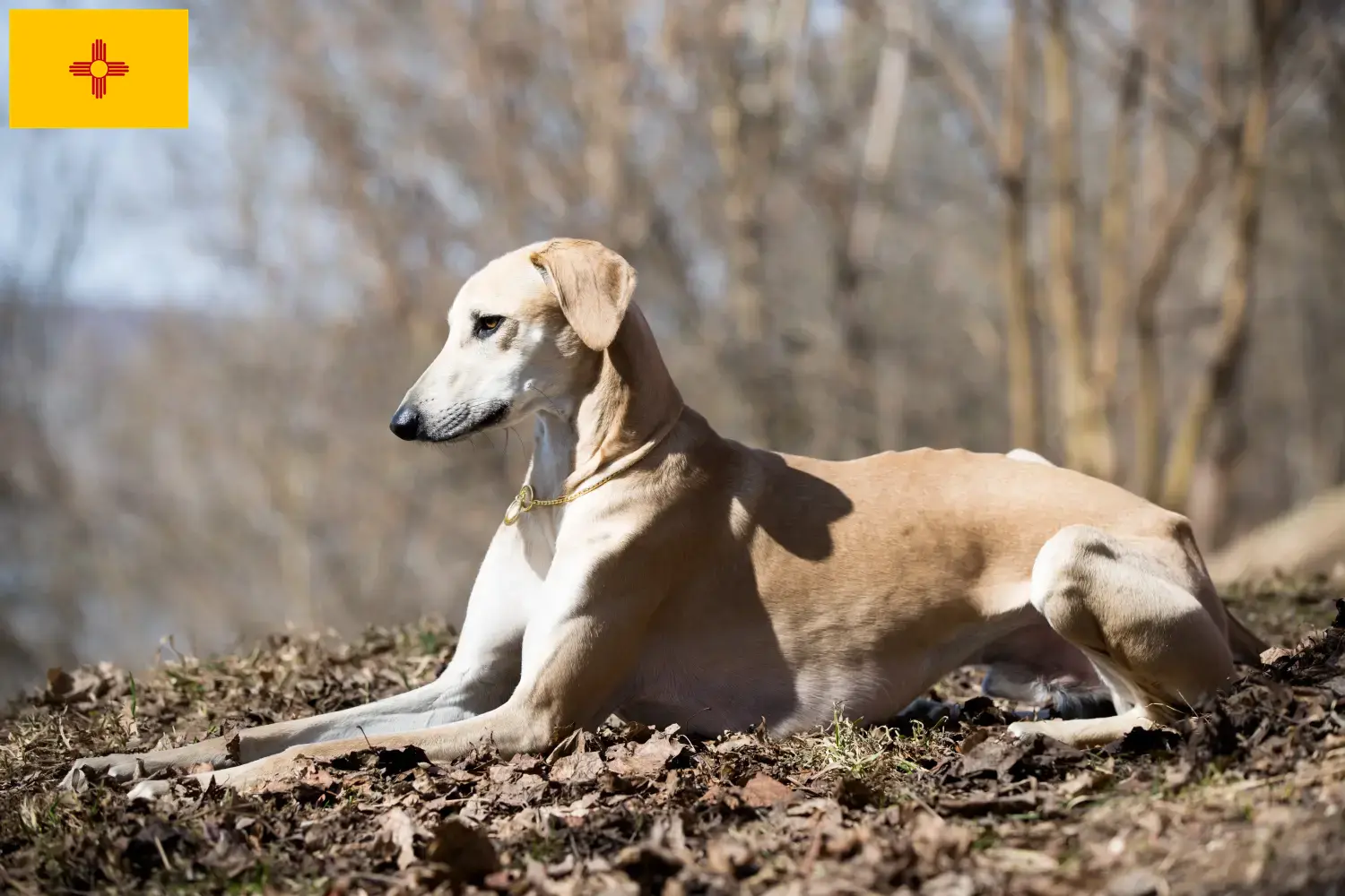Read more about the article Sloughi breeders and puppies in New Mexico