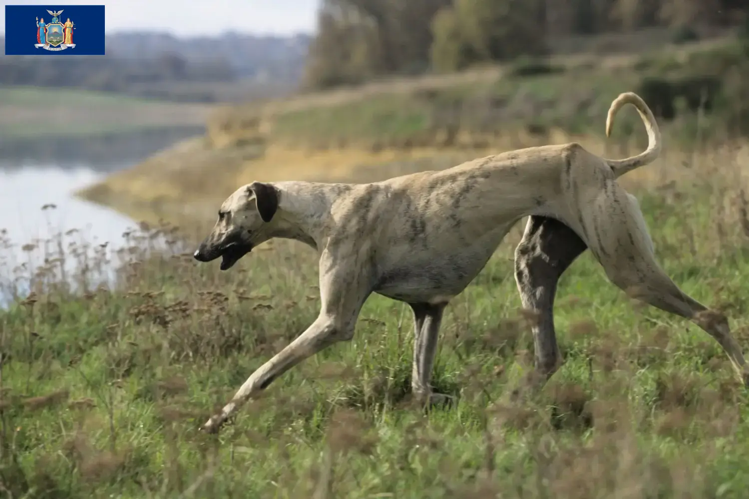 Read more about the article Sloughi breeders and puppies in New York