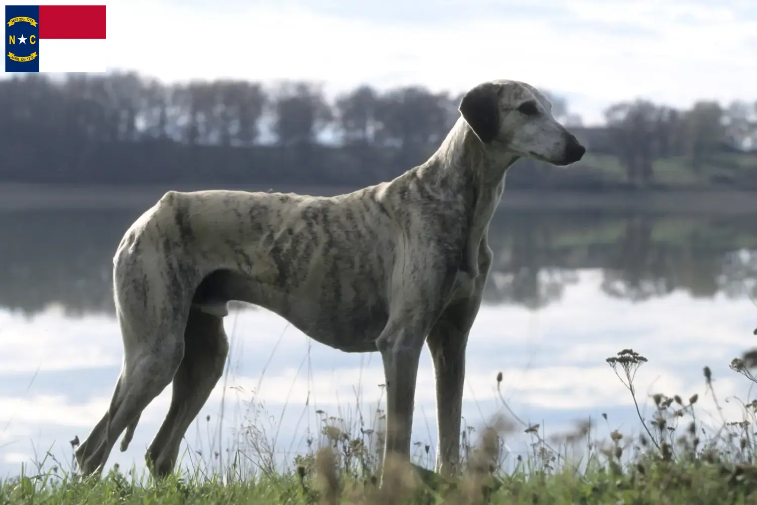 Read more about the article Sloughi breeders and puppies in North Carolina