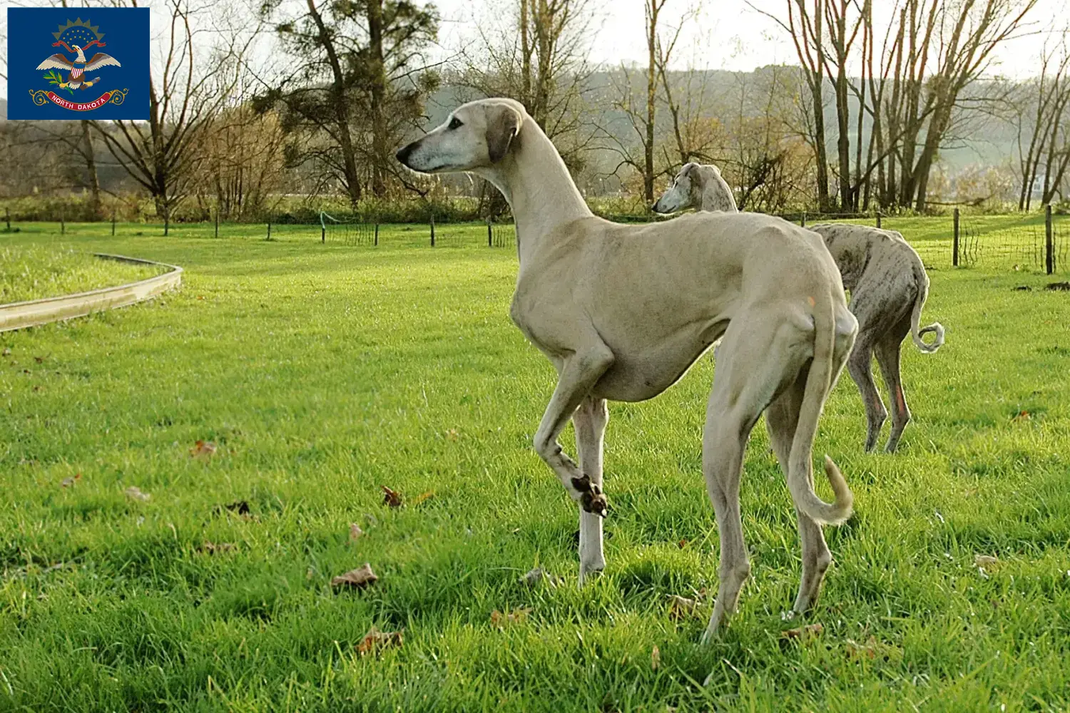 Read more about the article Sloughi breeders and puppies in North Dakota