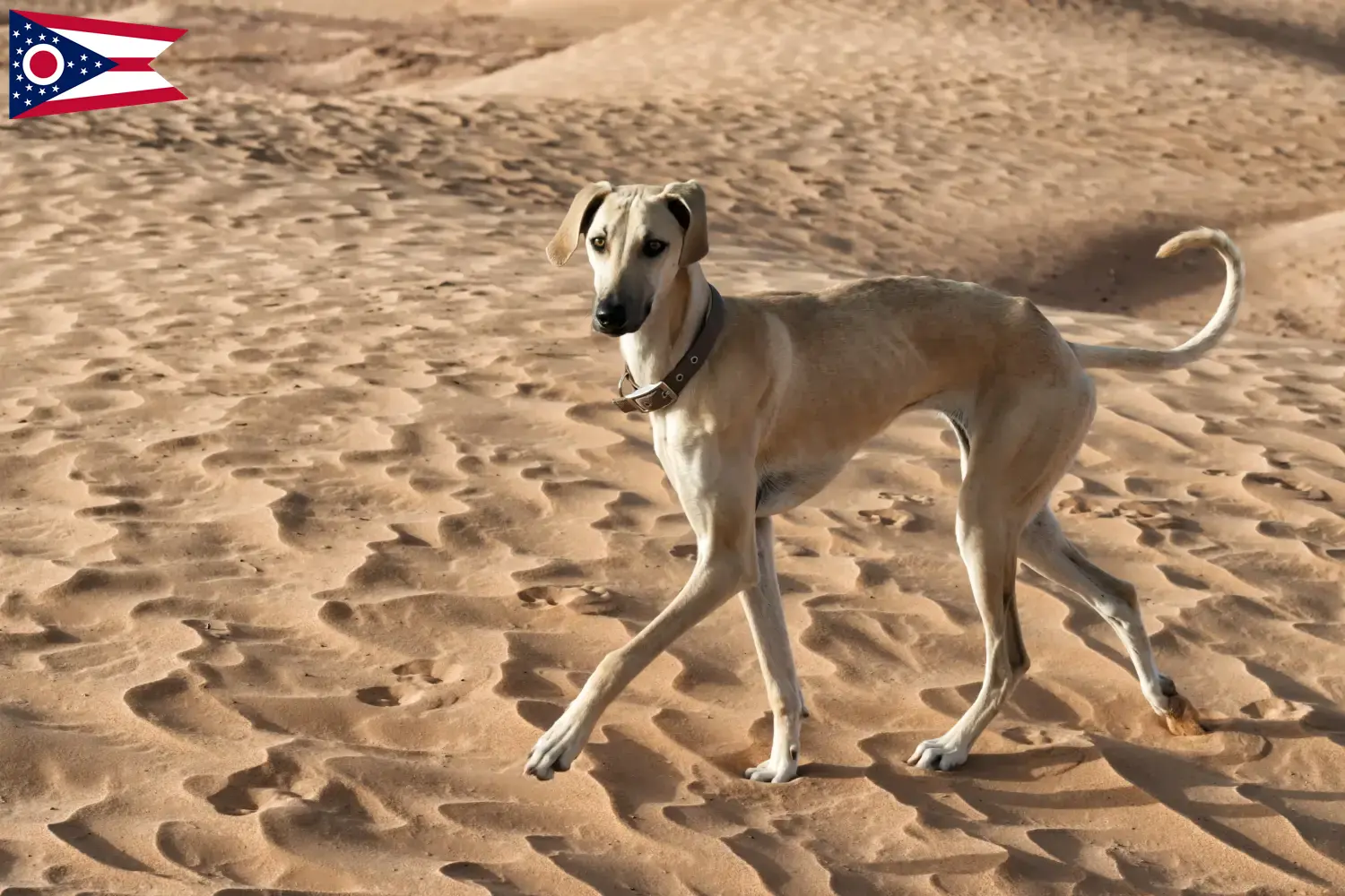 Read more about the article Sloughi breeders and puppies in Ohio