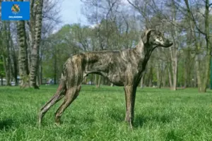 Read more about the article Sloughi breeders and puppies in Oklahoma