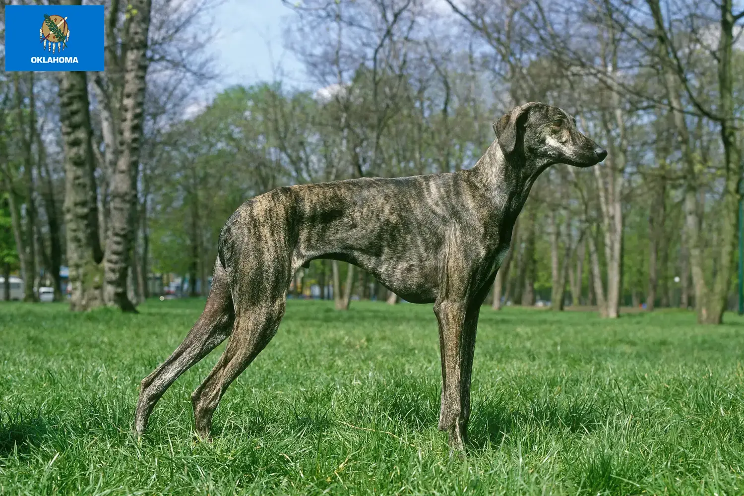 Read more about the article Sloughi breeders and puppies in Oklahoma