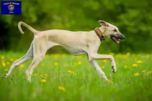 Read more about the article Sloughi breeders and puppies in Oregon