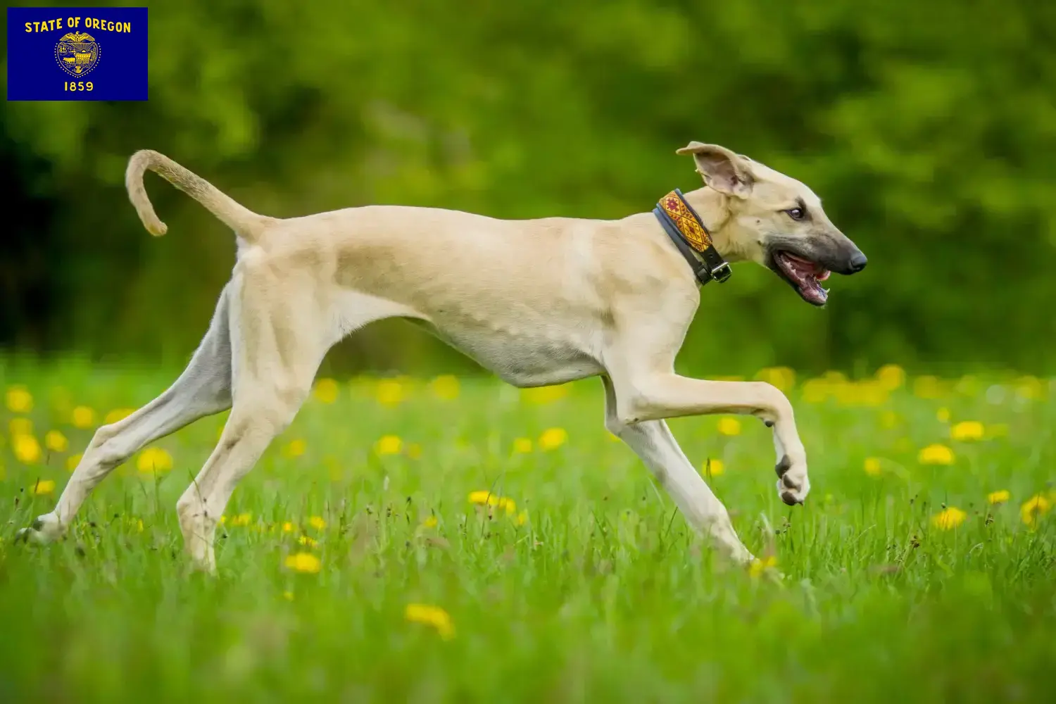 Read more about the article Sloughi breeders and puppies in Oregon