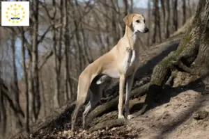 Read more about the article Sloughi breeders and puppies in Rhode Island