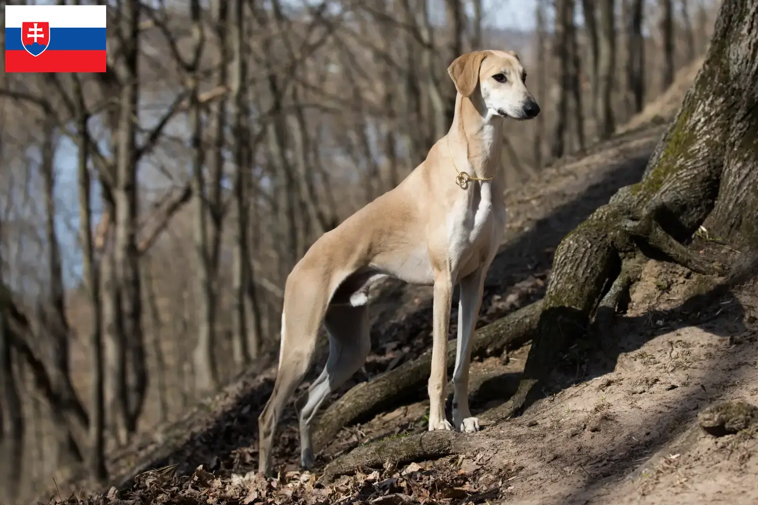 Read more about the article Sloughi breeders and puppies in Slovakia
