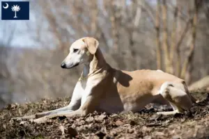 Read more about the article Sloughi breeders and puppies in South Carolina