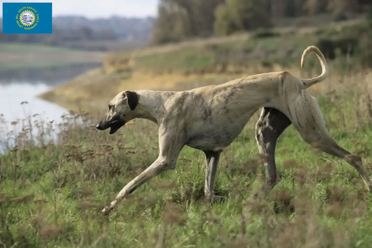 Read more about the article Sloughi breeders and puppies in South Dakota
