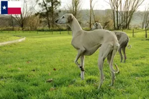Read more about the article Sloughi breeders and puppies in Texas