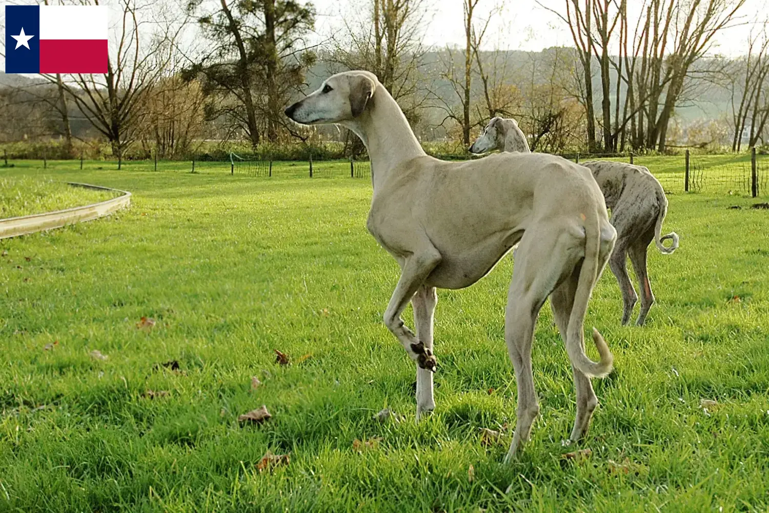 Read more about the article Sloughi breeders and puppies in Texas