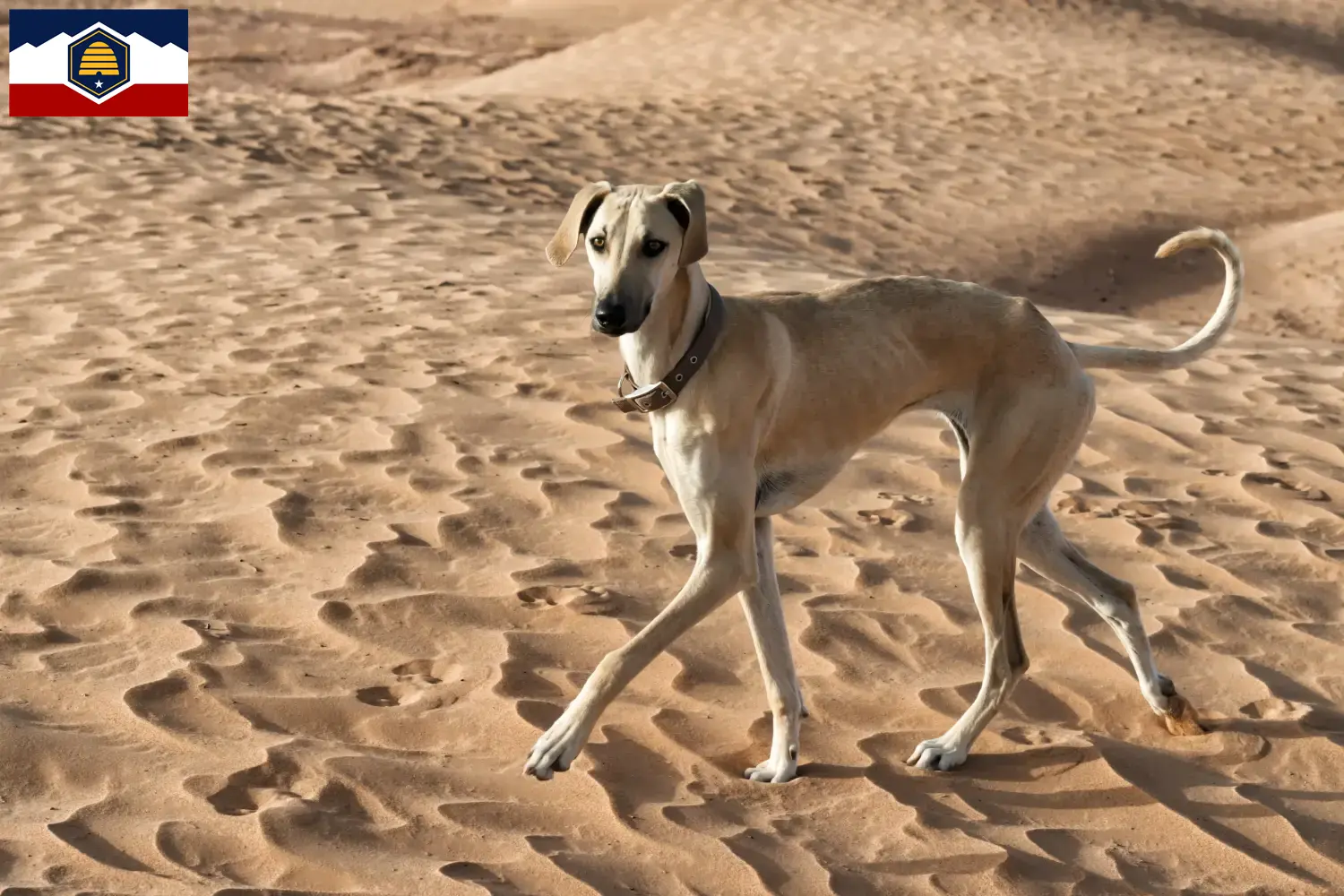 Read more about the article Sloughi breeders and puppies in Utah