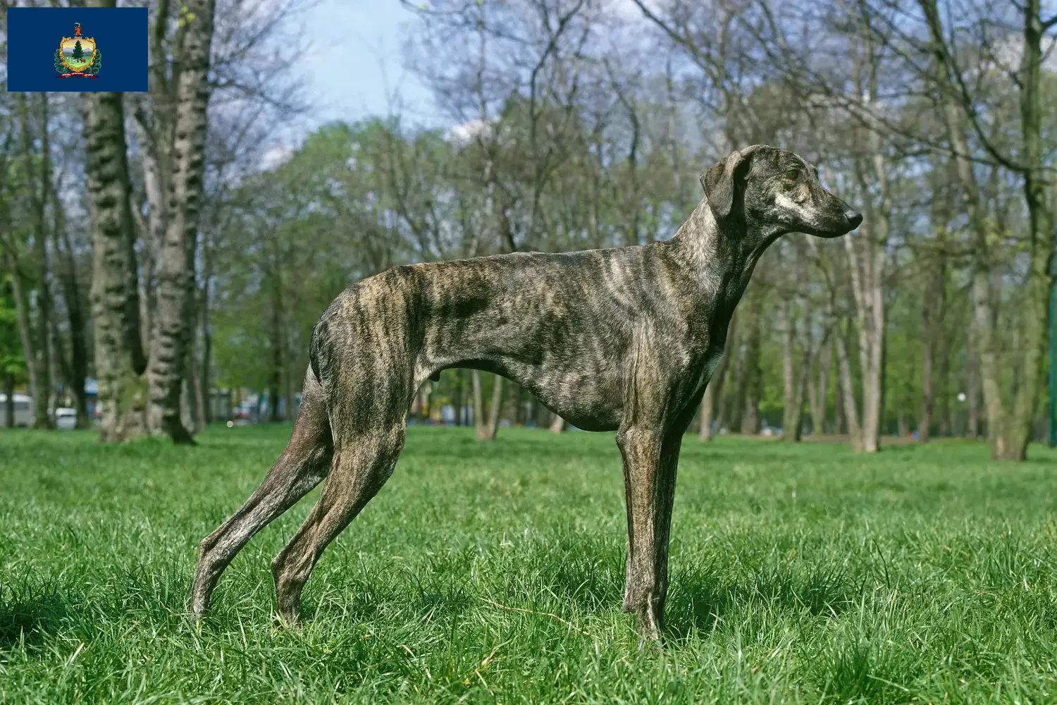 Read more about the article Sloughi breeders and puppies in Vermont