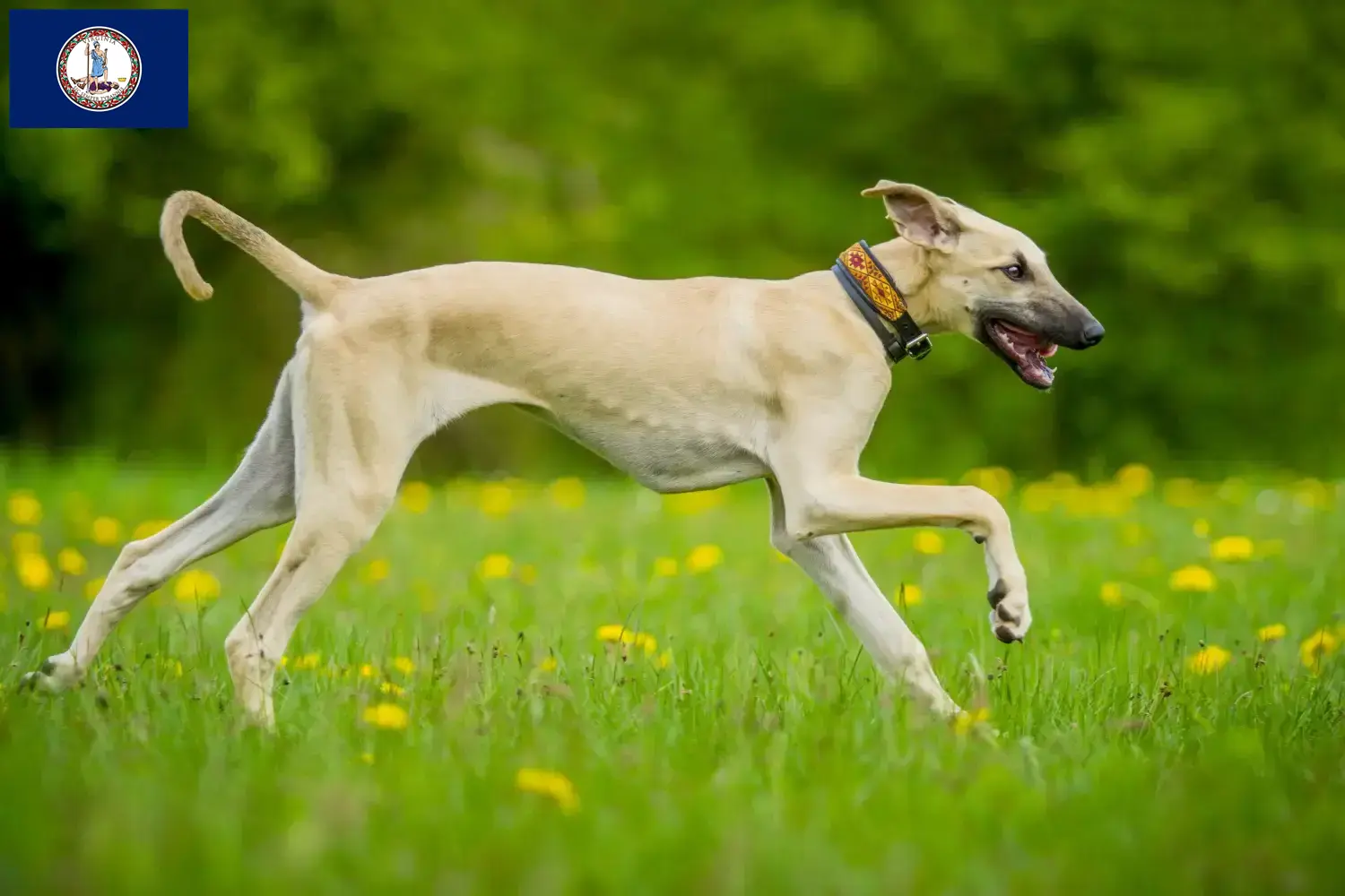Read more about the article Sloughi breeders and puppies in Virginia
