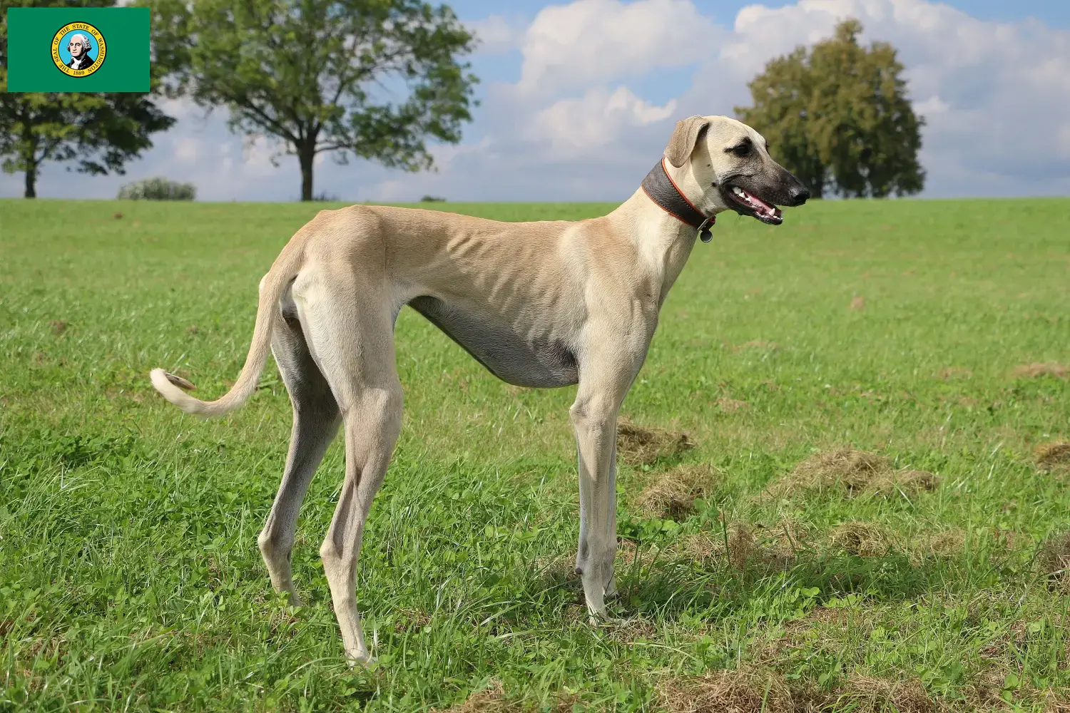 Read more about the article Sloughi breeders and puppies in Washington