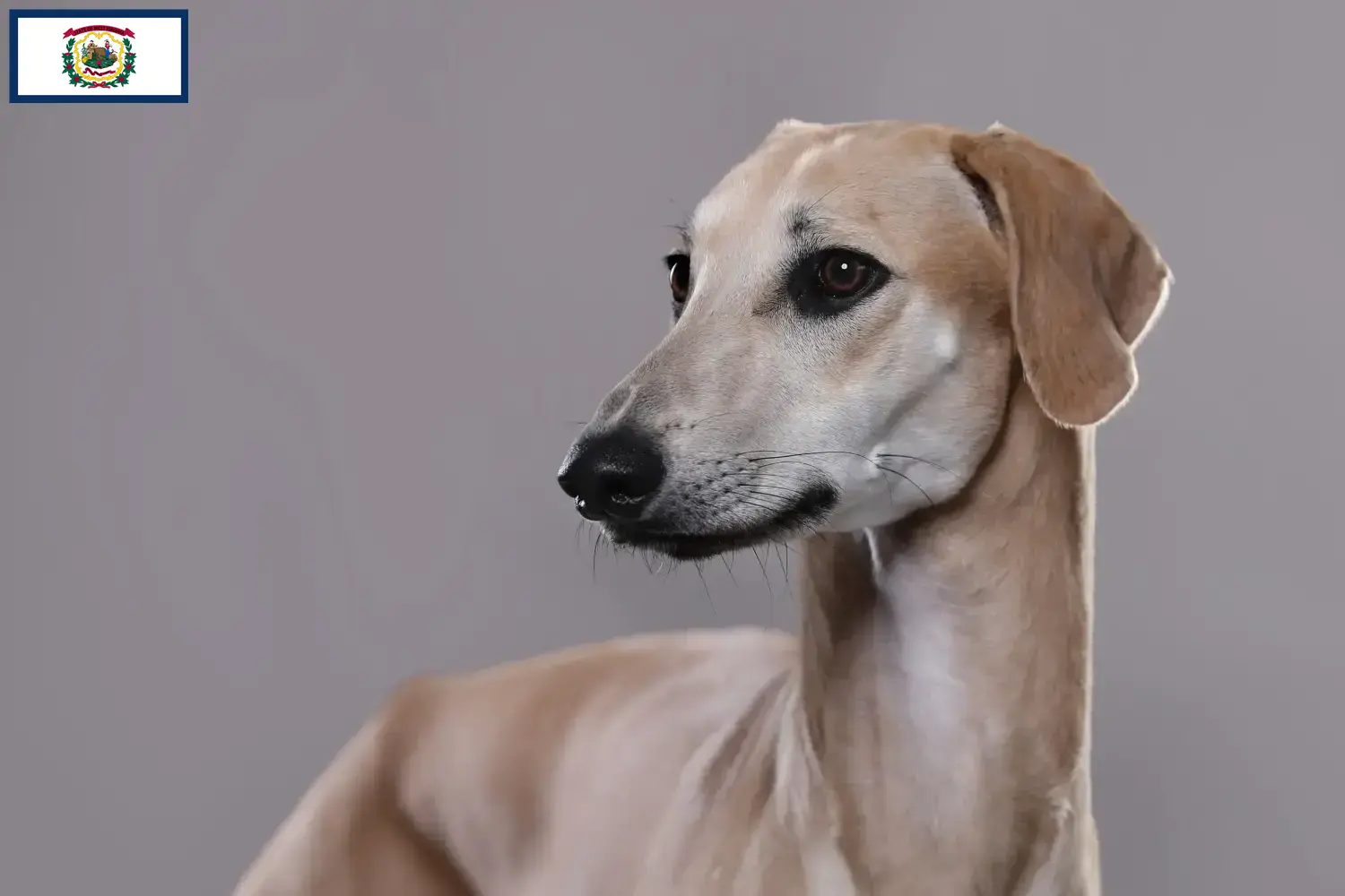 Read more about the article Sloughi breeders and puppies in West Virginia