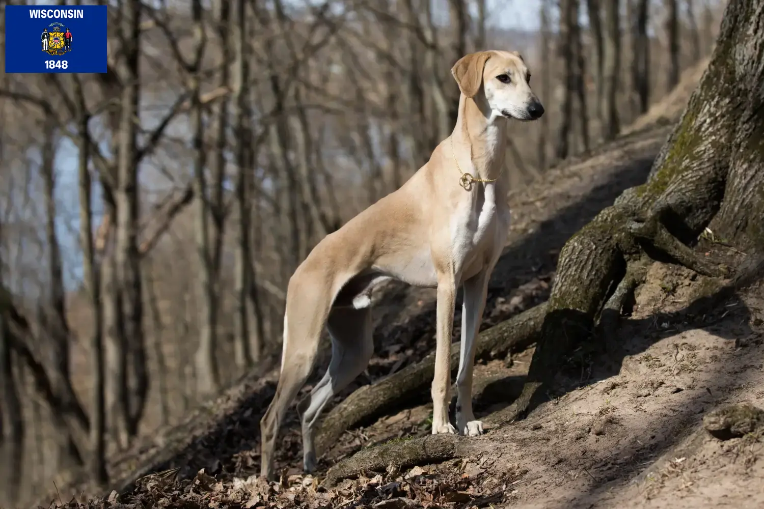 Read more about the article Sloughi breeders and puppies in Wisconsin