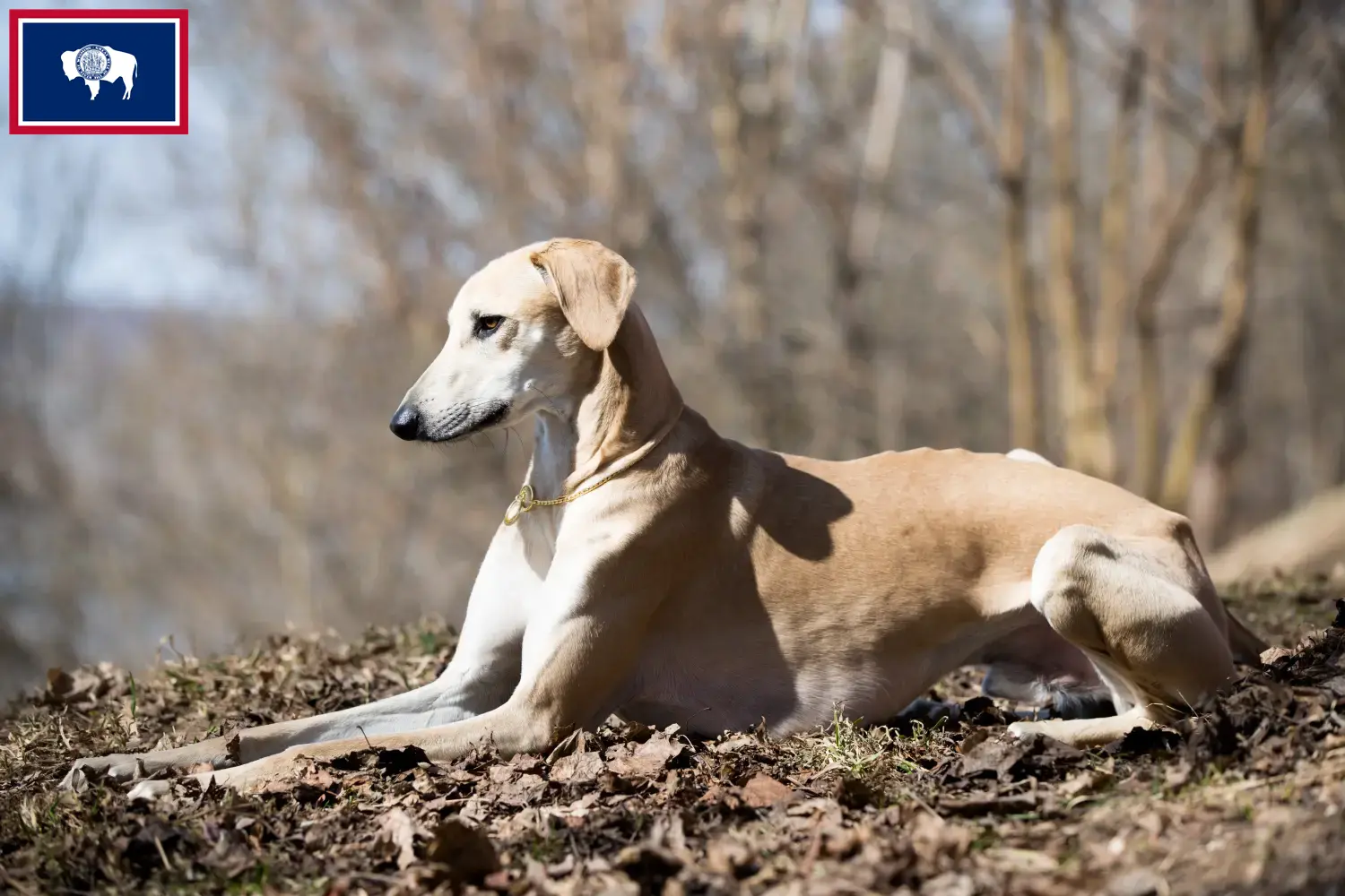 Read more about the article Sloughi breeders and puppies in Wyoming