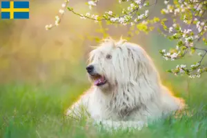 Read more about the article South Russian Ovtcharka breeder and puppies in Sweden
