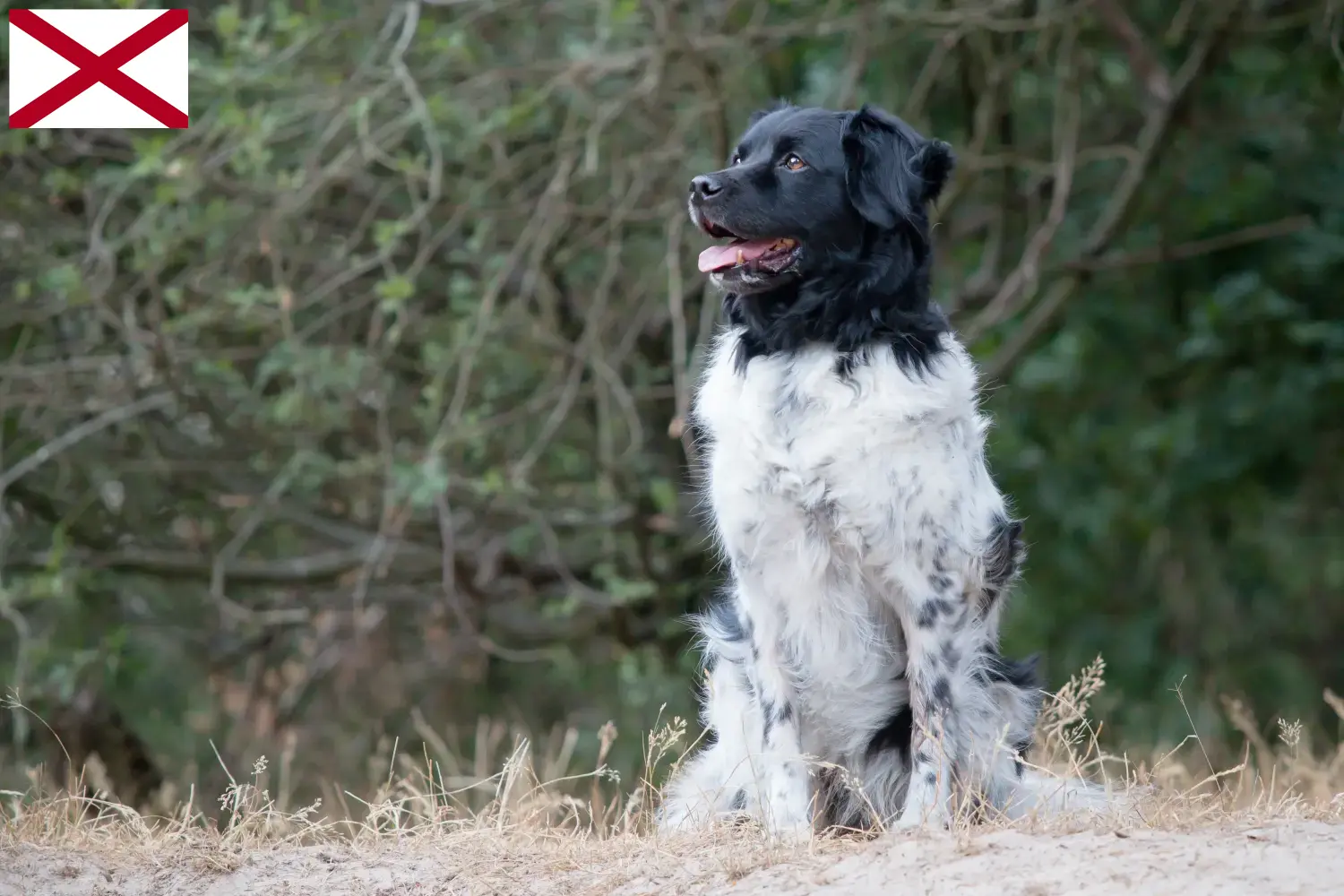 Read more about the article Stabij breeders and puppies in Alabama