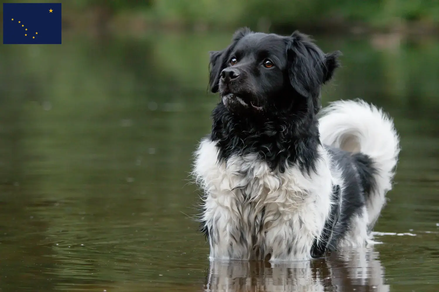 Read more about the article Stabij breeders and puppies in Alaska