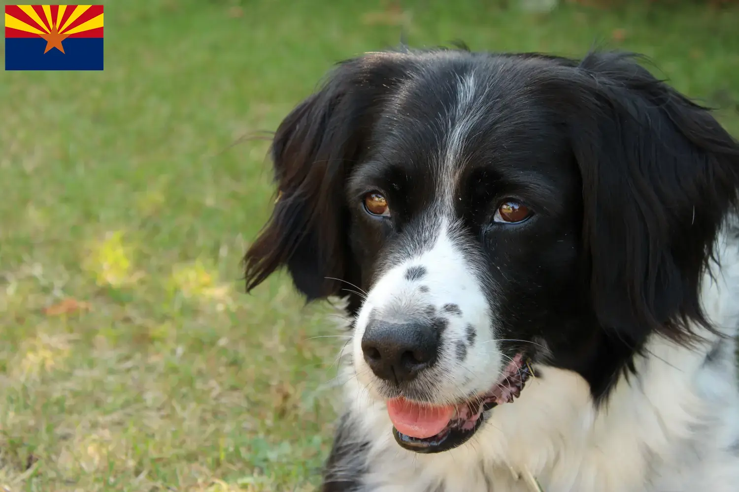 Read more about the article Stabij breeders and puppies in Arizona